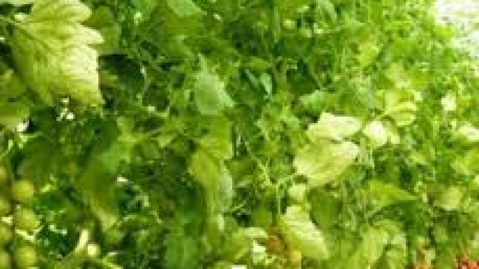 workshop prodotti ortofrutticoli mesagne-ispa-cnr-istituto-scienze-produzioni-alimentari