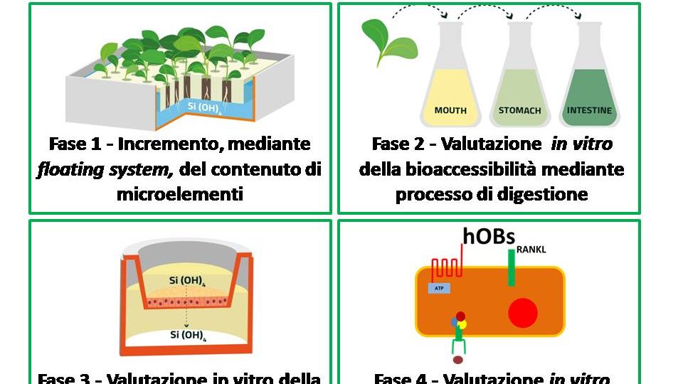 biofortificazione
