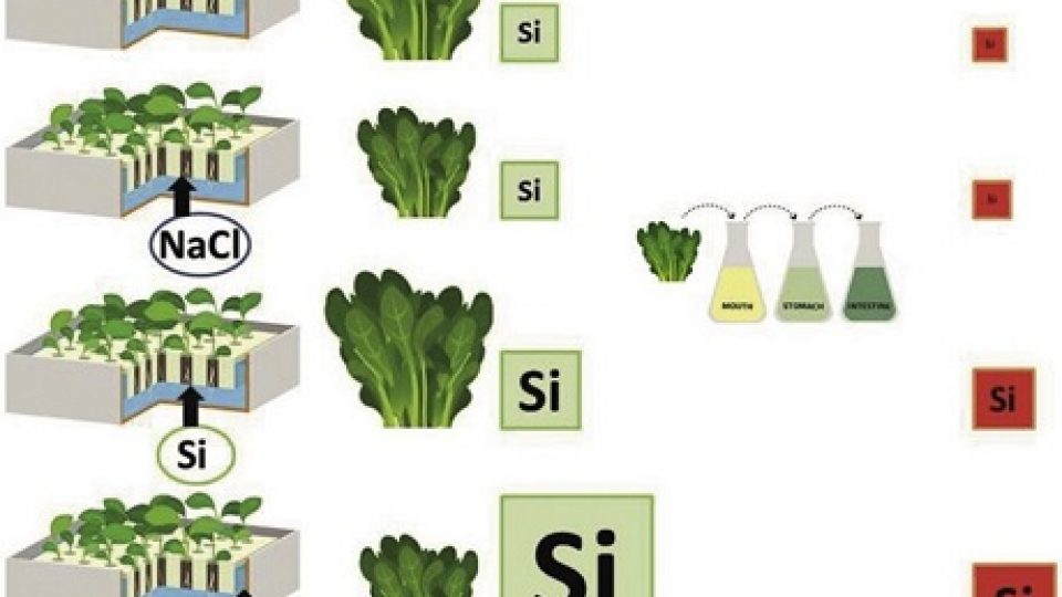 Biofortificazione_silicio