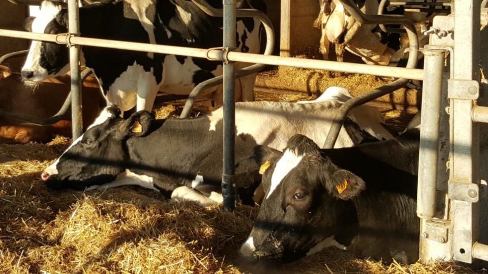 cropped-20190208_090254-3