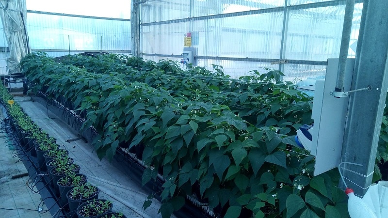 Produzione di fagiolino biofortificato in silicio, sistema di coltivazione senza suolo in vaso con substrato