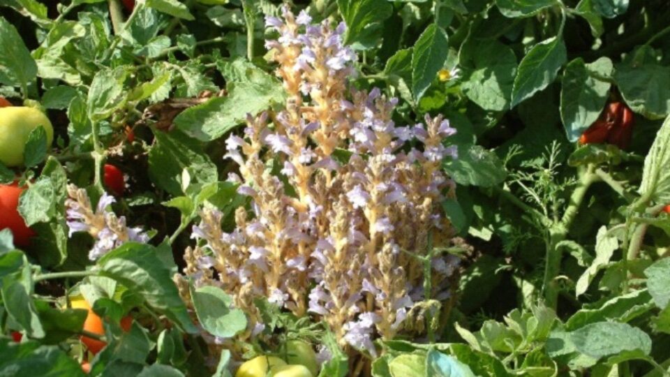 parasitic weeds